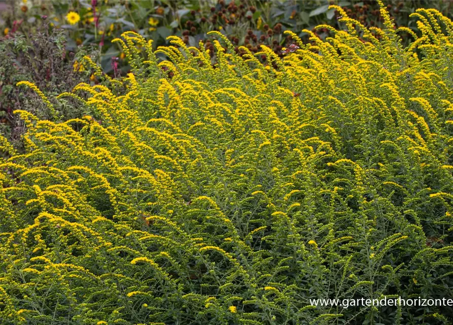 Solidago rugosa 'Fireworks'