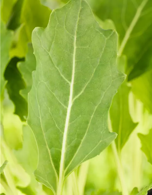 Kohlrabi