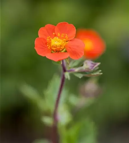 Rotblühende Nelkenwurz 'Koi'