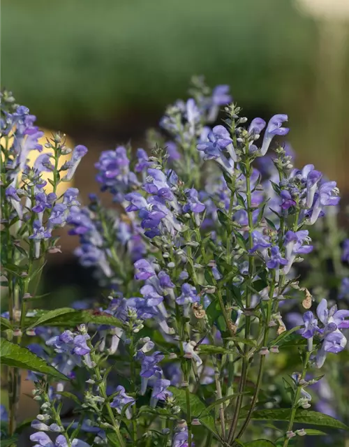 Scutellaria incana