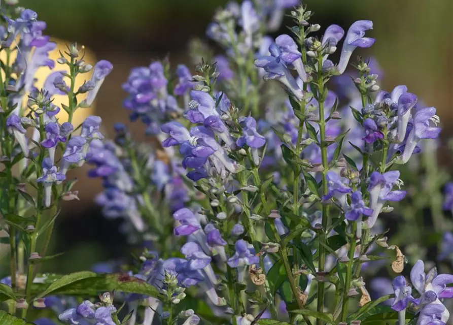 Scutellaria incana