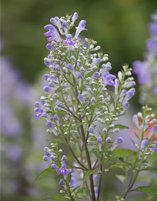 Scutellaria incana