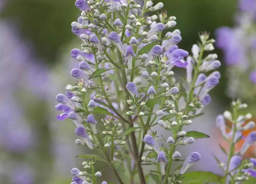 Scutellaria incana