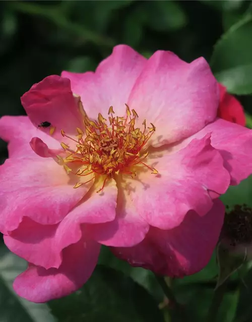 Strauchrose 'Tourmaline'®