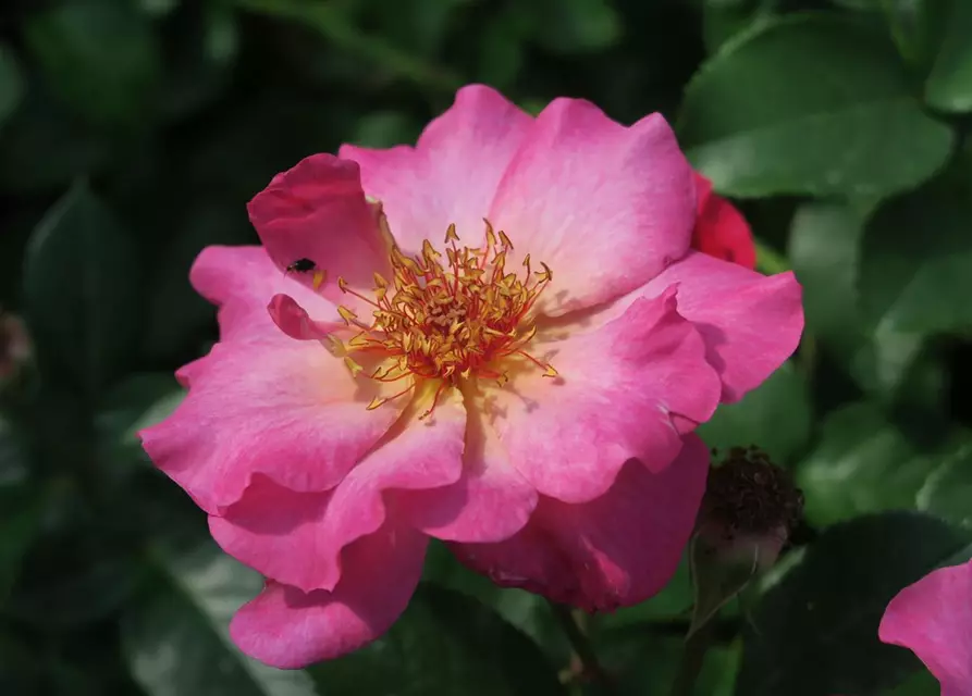 Strauchrose 'Tourmaline'®