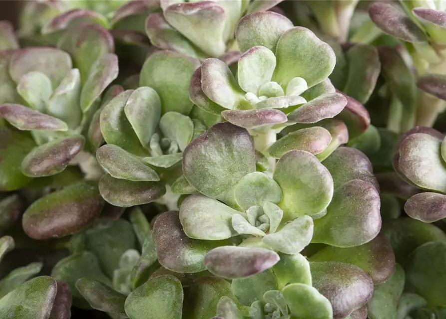 Sedum cauticola