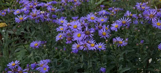 Sommer-Aster