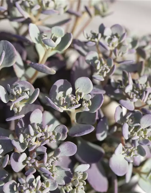 Sedum cauticola