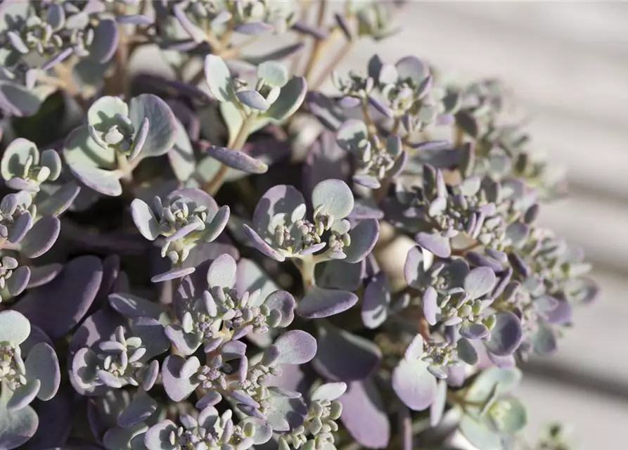 Sedum cauticola