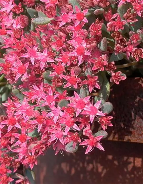 Sedum cauticola