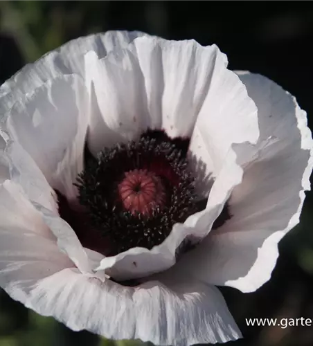 Orientalischer Mohn