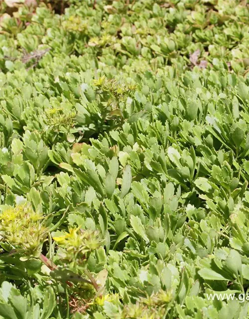 Sedum hybridum 'Immergrünchen'