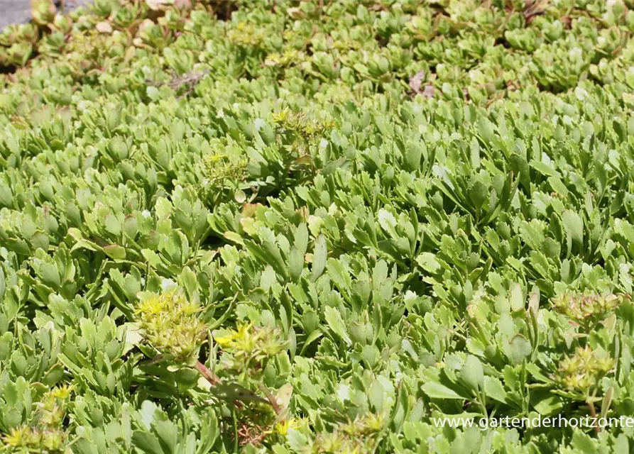 Sedum hybridum 'Immergrünchen'