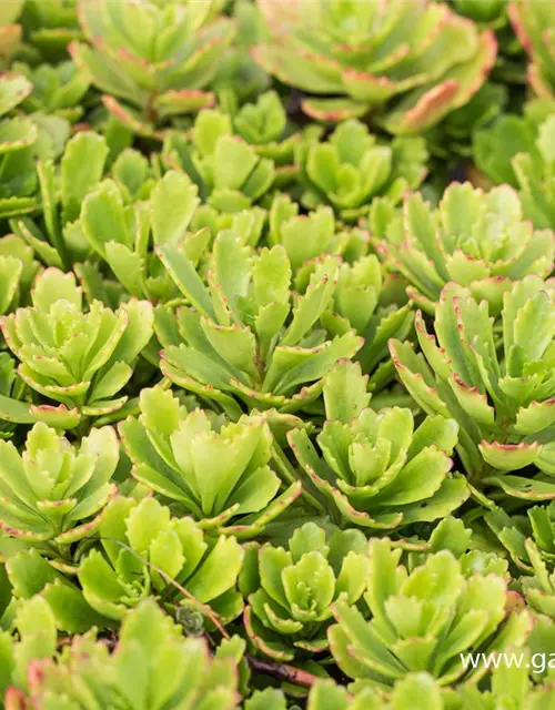 Sedum hybridum 'Immergrünchen'