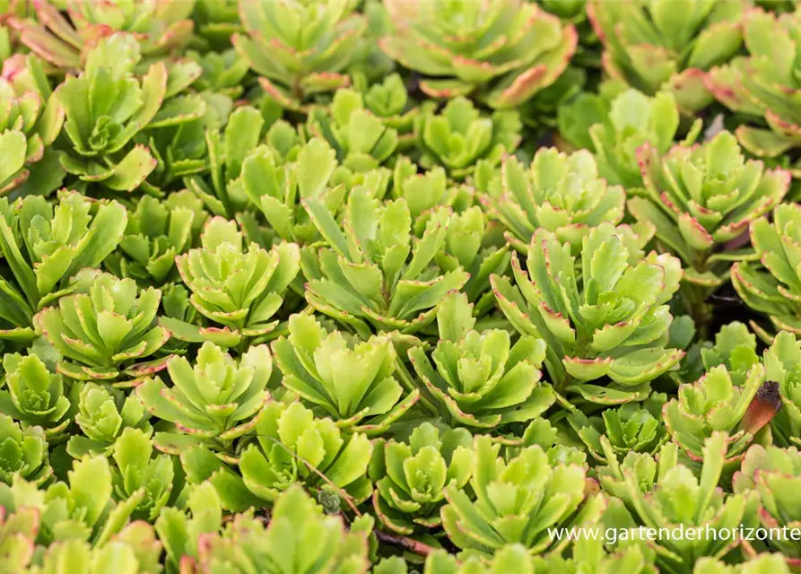 Sedum hybridum 'Immergrünchen'