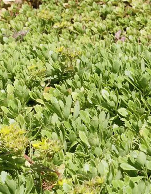 Sedum hybridum 'Immergrünchen'