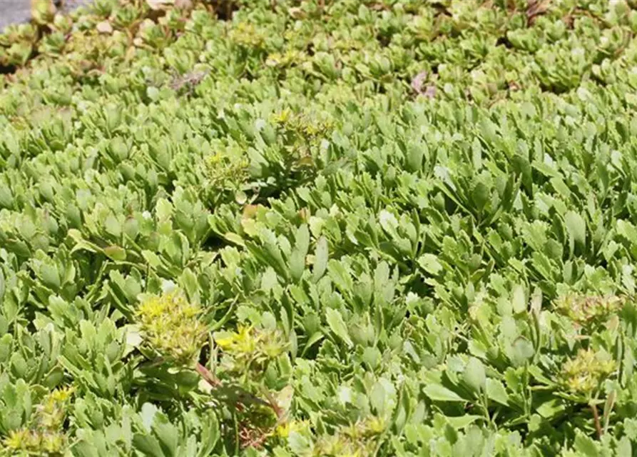 Sedum hybridum 'Immergrünchen'