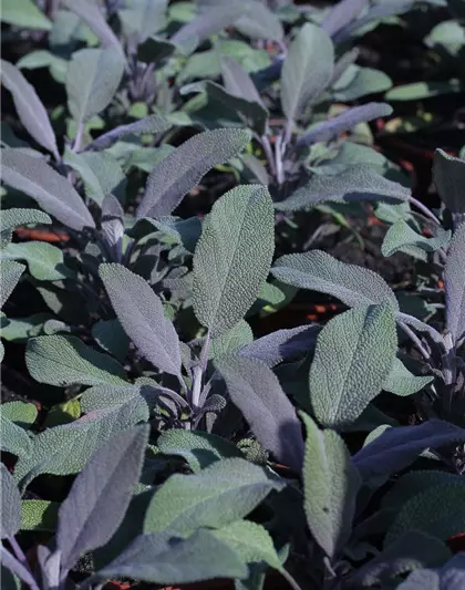 Salvia officinalis 'Purple Beauty'