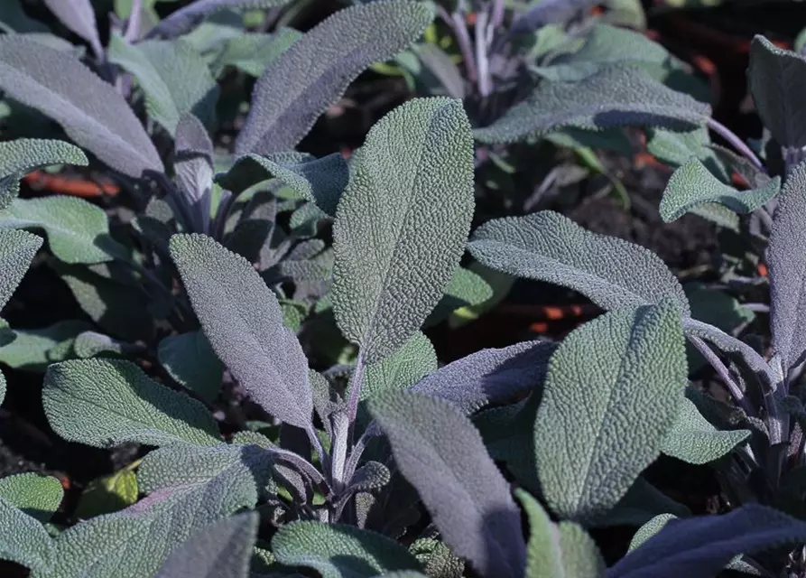 Salvia officinalis 'Purple Beauty'