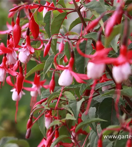 Patagonische Fuchsie 'Madame Cornelissen'