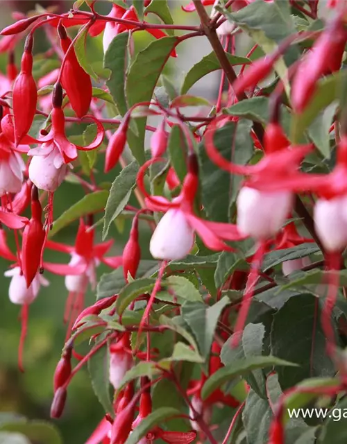 Patagonische Fuchsie 'Madame Cornelissen'