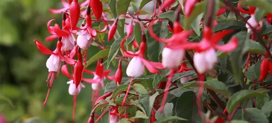 Patagonische Fuchsie 'Madame Cornelissen'