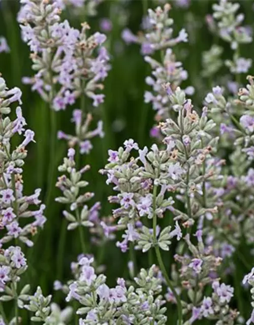 Rosablühender Garten-Lavendel 'Rosea'