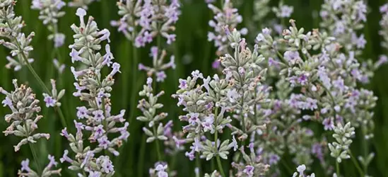 Rosablühender Garten-Lavendel 'Rosea'