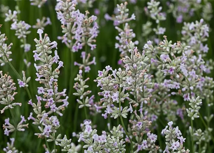 Rosablühender Garten-Lavendel 'Rosea'