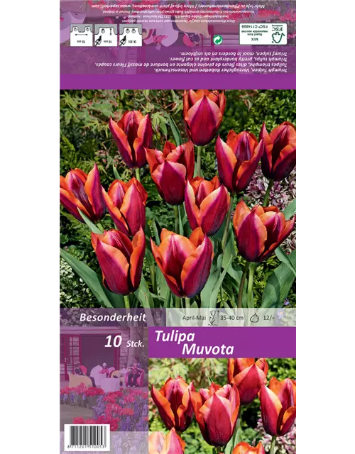 Triumph-Tulpe 'Muvota'