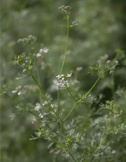 Greenbar Blattkoriander