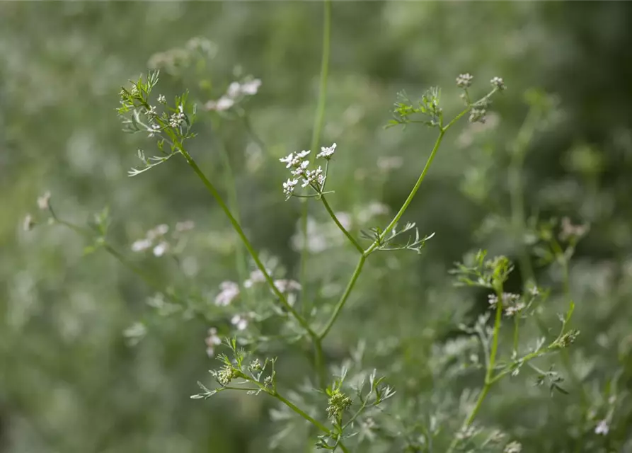 Greenbar Blattkoriander