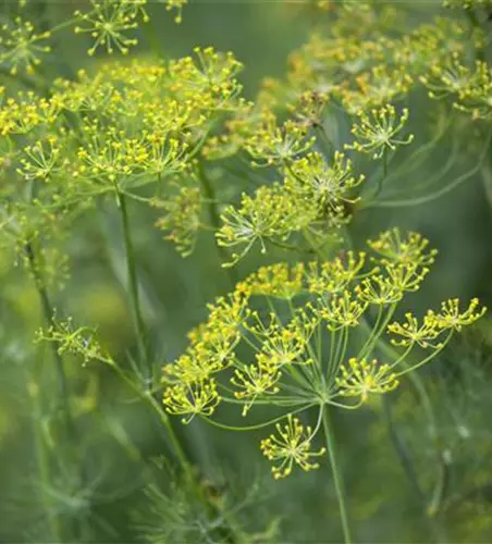 Anethum graveolens