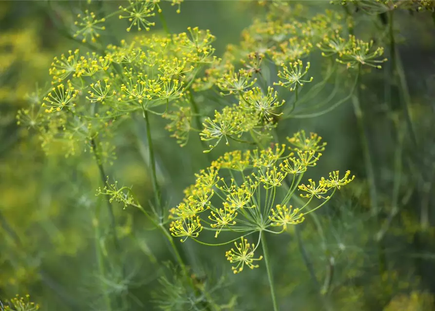 Anethum graveolens