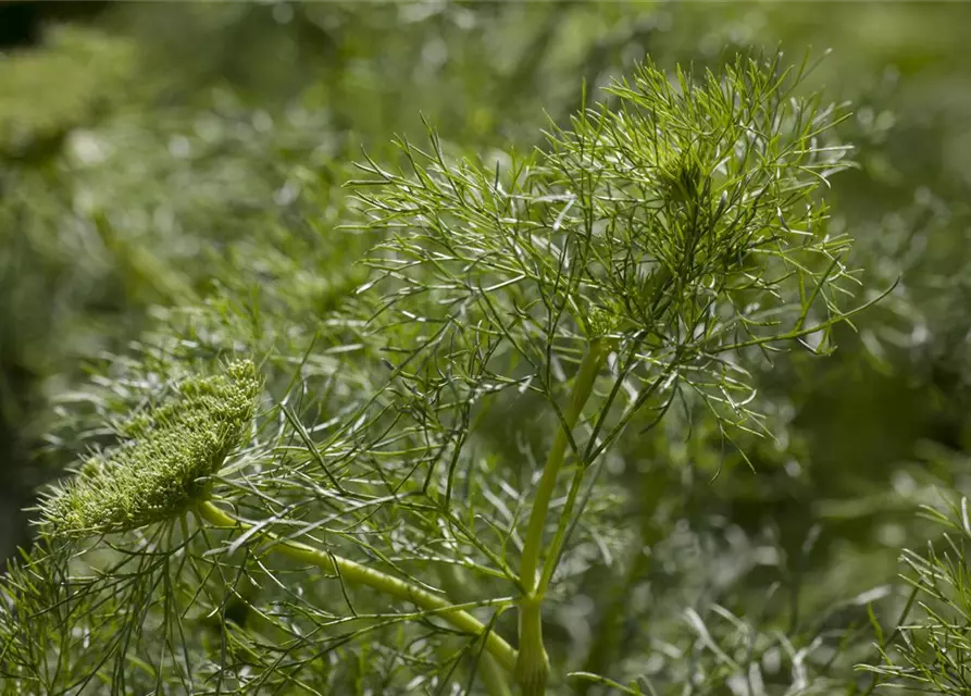 Anethum graveolens