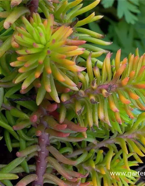 Sedum reflexum 'Angelina'