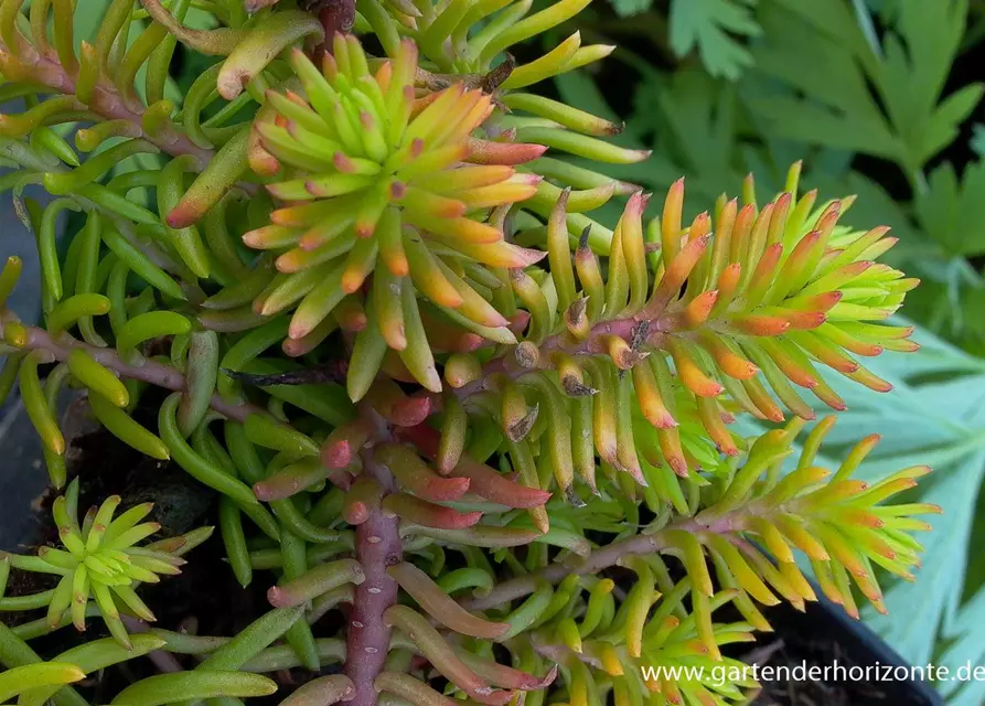 Sedum reflexum 'Angelina'