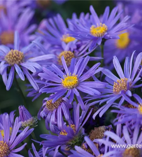 Sommer-Aster 'Jungfrau'