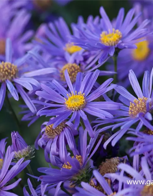 Sommer-Aster 'Jungfrau'