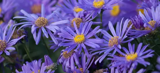 Sommer-Aster 'Jungfrau'