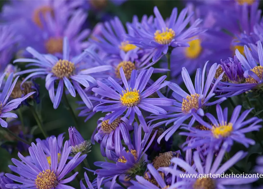 Sommer-Aster 'Jungfrau'