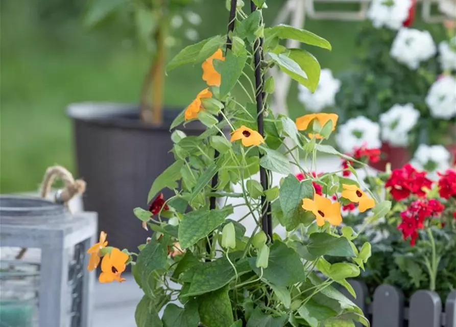 Thunbergia alata Pyramide