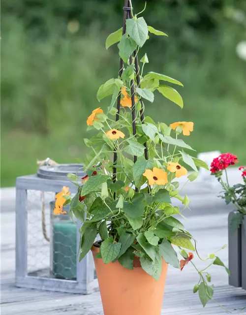 Thunbergia alata Pyramide