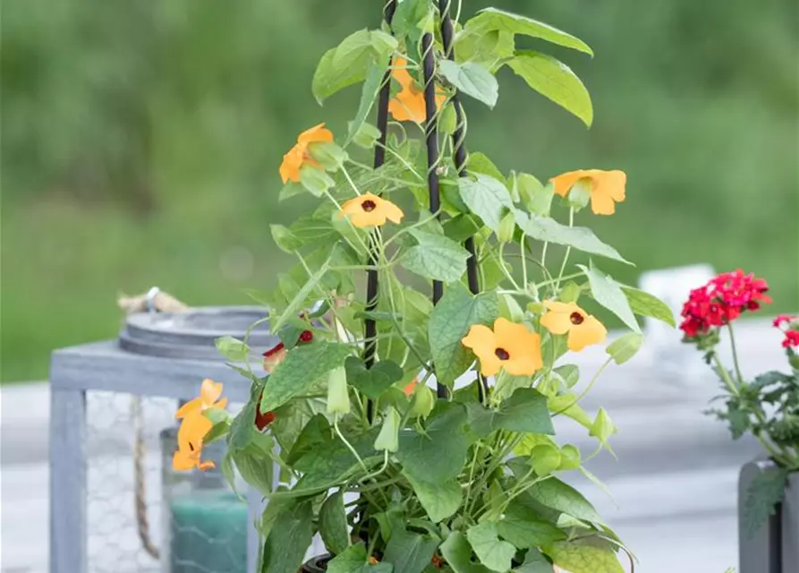 Thunbergia alata Pyramide