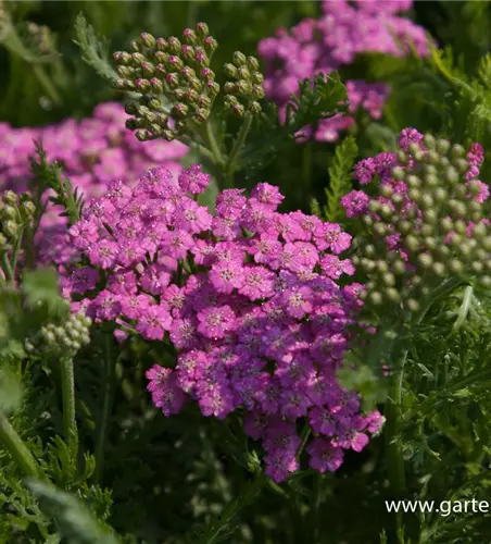 Schafgarbe 'Pink Grapefruit'