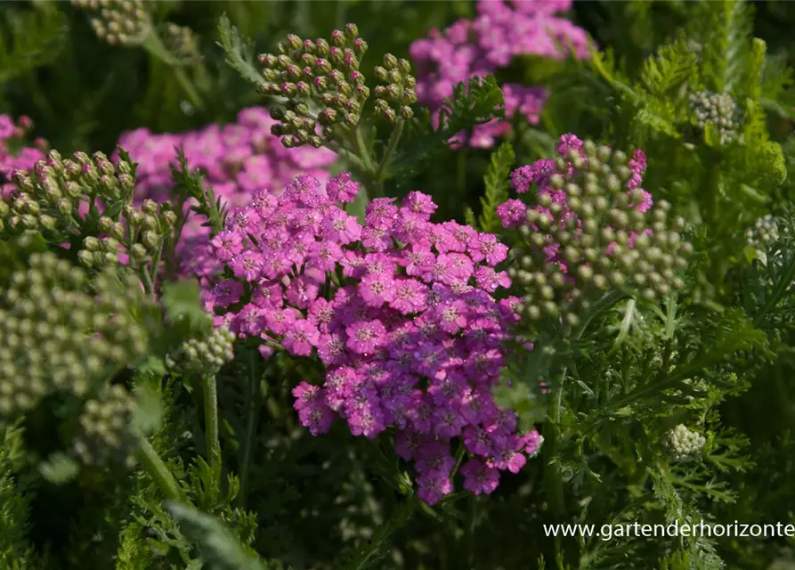 Schafgarbe 'Pink Grapefruit'