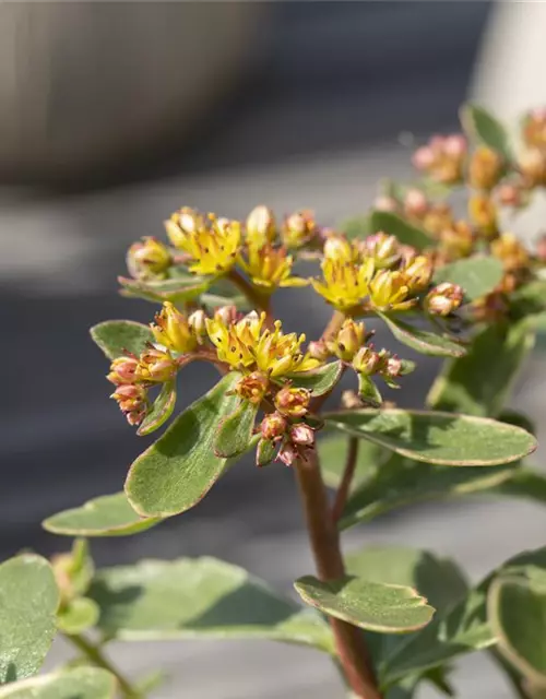 Sedum kamtschaticum 'Variegatum'