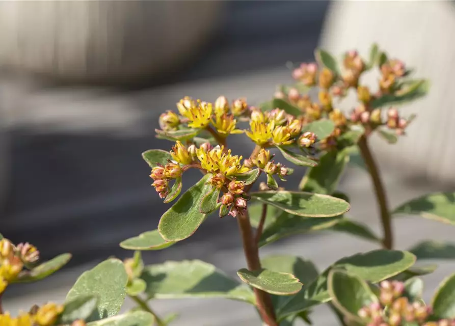 Sedum kamtschaticum 'Variegatum'