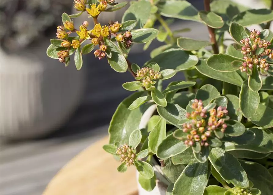 Sedum kamtschaticum 'Variegatum'