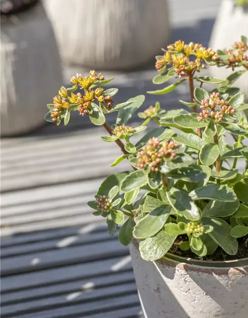 Sedum kamtschaticum 'Variegatum'